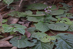 Gymnostachyum polyanthum